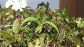 Nepenthes Inermis Cual es la Verdadera ?- Plantas Carnivoras - Carnizonaplant