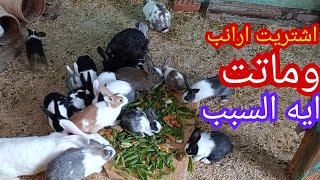 الارانب هتخسرني ايه السبب اشتريت من المكان الغلط