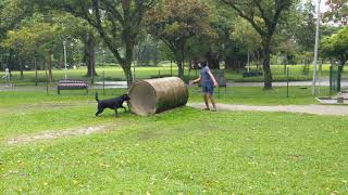 Champ & Vedaant at Bishan Dog run