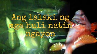 Spearfishing: Episode 57 - ANG LALAKI NG MGA HULI NATIN NGAYON #viral #viralvideo #highlights