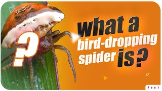 What is a bird-dropping spider? | interesting insects | amazing facts