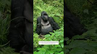 Relaxing silverback Mountain gorilla Agashya in Rwanda's volcanoes national park #gorillas