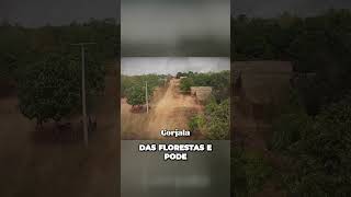 Gorjala o guardião das Florestas do Pará - Mitologia Brasileira #shorts