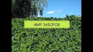 Мобильная живая изгородь: Ограда своими руками