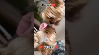 Kisses ❤️   #yorkie #yorkshireterrier #shortvideo #video #videos #perros #dogs #animales #amigopet