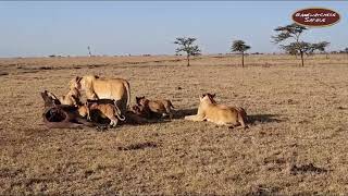 Ajali Pride of Lions in Ol Pejeta Conservancy with a Buffalo Kill