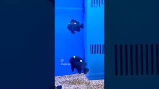 #fishaquarium #aquarium #fish #fishtank #fishtanklifestyle #shortsviral #shortsfeed