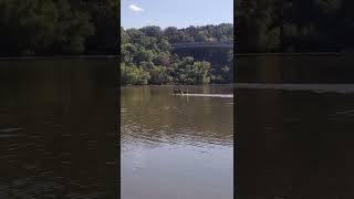 🦌Deer and it's mom crossing the lake on 🏄‍♂️#paddleboard #nature #deer #animals #baby #cute #bambi