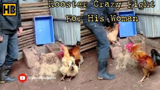 Rooster Protects Its Partner Like Crazy. A Great Lesson 😁