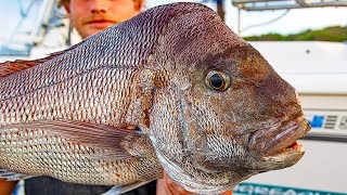 Quest For a Snapper In Every Month of the Year