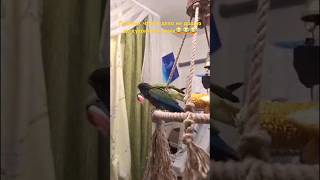 Когда решаешь, кто будет в доме хозяин 😂 #memes #shorts #birds #funny #animals #parrot #приколы