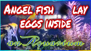 #cuteangelfish  #aquarium ANGEL FISH || HOW DO THEY LAY EGGS INSIDE AN AQUARIUM || JaymarCmTv