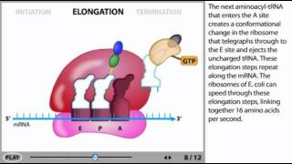 Protein Synthesis Animation