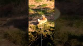 Mr Rabbit Fools the Rabbit Busters - Hunting Video #rabbitbusters