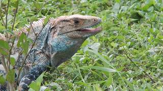 Garrobo | Spiny tailed Iguana | Ctenosaura similis