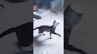 mujhe bachao #cat#shorts#short#shortvideo#ytshorts#youtubeshorts#funny#animalworld4k#shortshorts