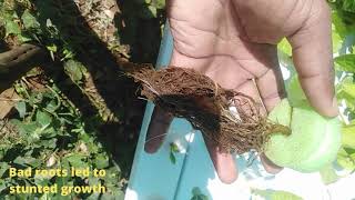 Hydroponic root care