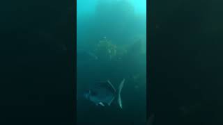 Fish everywhere #shortvideo #fish #spearfishing