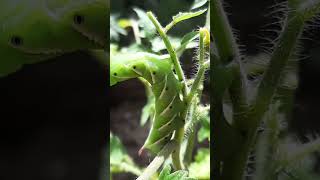 Tomato Hornworm