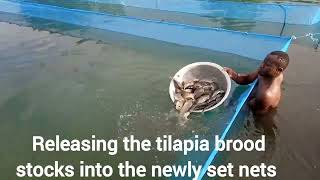 Tilapia Broodstocks Management(Episode 3): Release of Broodstock