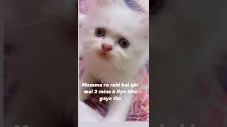 kitty ll cute kitty ll Amazing video ll