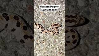 Pygmy Rattlesnake crossing the road!