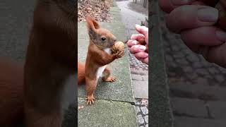 Beautiful Red Squirrel Happy to get a Walnut ❤️ #funny-squirrels #funnyanimals #wildlife