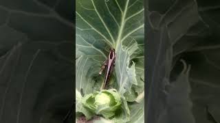 Cabbages in danger - Grasshopper eating my cabbages