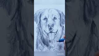 Dog drawing