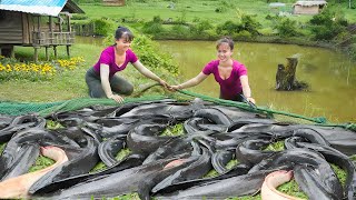 Harvesting A Lot Of Catfish Go To Countryside Market Sell - Cook food for pigs and chickens