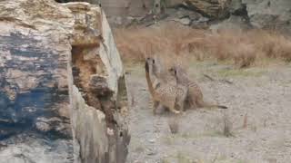 Meerkats at Edinburgh Zoo! 😃