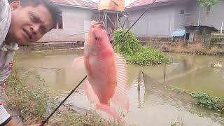 momen strike mancing kolam liaran tetangga