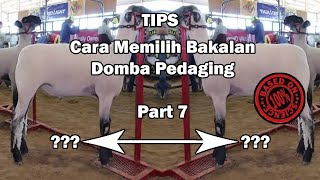 Part 7 Cara Memilih Bakalan Domba Pedaging || Biar Makin Untung ‼️