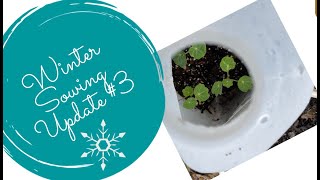 Winter Sowing Update #3