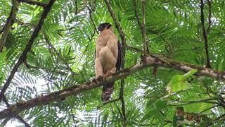 Collared Forest Falcon | Micrastur semitorquatus