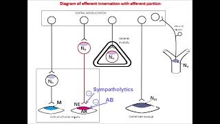 drug inhibiting adrenergic synapse