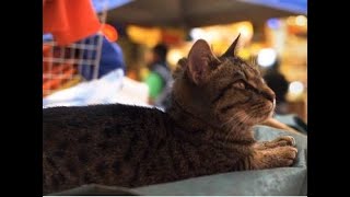 Cat in the market