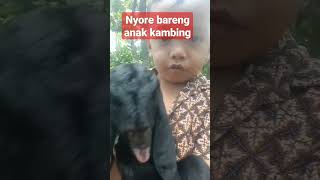 asik bermain,nyore bareng anak kambing @sstvchenel #vidioshort #kambing #funny