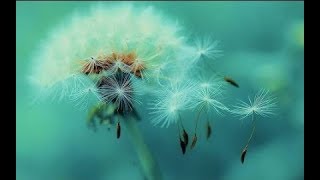 Real HDR  Ultra HD Beautiful Flowers with Nature Sounds   Orange Lily & Water