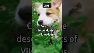 Corgi: Viking Descendants: Corgi Warriors of the Canine Realm ⚔️👑