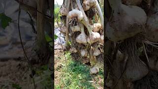 Garlic harvest