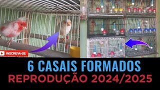 Casais formados, vamos iniciar a reprodução dos canários.