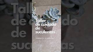 Taller de cuidado de suculentas en Lima Perú. escríbe al IG @estaesmi.jungla para más info. 💖🌵