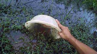 Sauk Ikan laga kampung, imbellis betta