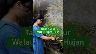 Tanah subur walau musim hujan