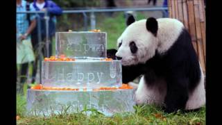 World's oldest male panda Pan Pan dies aged 31