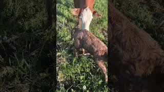 How a momma cow cares for her newborn calf. #farmlife #cows #babycow