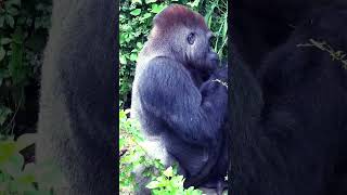 Massive Gorilla's in the jungle chillin..#gorilla #silverbackgorilla #gorillas #monkey #monkeys