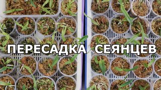 8 месяцев спустя. Пересадка сеянцев каттлей. Orchid seedlings