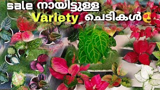 നസീമത്തയുടെ sale നായിട്ടുള്ള ചെടികൾ 😍/Combo offer malayalam/